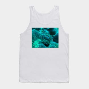 Scorpion Fish Tank Top